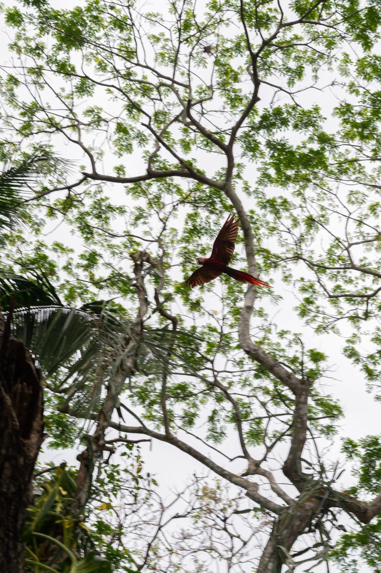 Macaw Paradise Jacó Eksteriør bilde